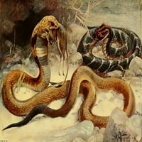 Wild Life of the World Cobra & Puff Adder Poster tisak F.W. Kuhnert