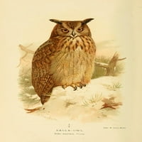 Ptice s Britanskih otoka ispis plakata sova, orao Archibalda Thorburna